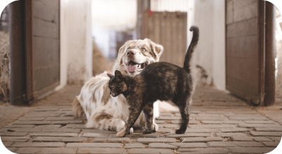 Dogs in a hallway