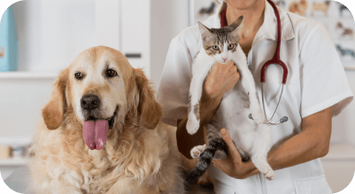Veterinarian examining a golden retriever
