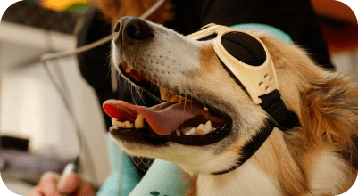 Dog receiving treatment