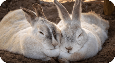Cat and rabbit together