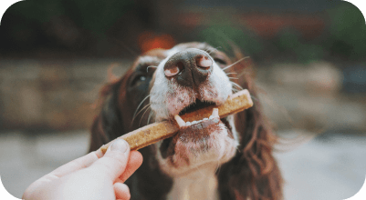 Dog getting dental treatment