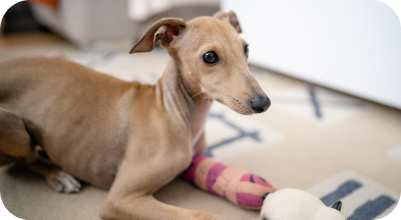 Dog recovering from surgery