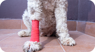 Dog paw with bandage
