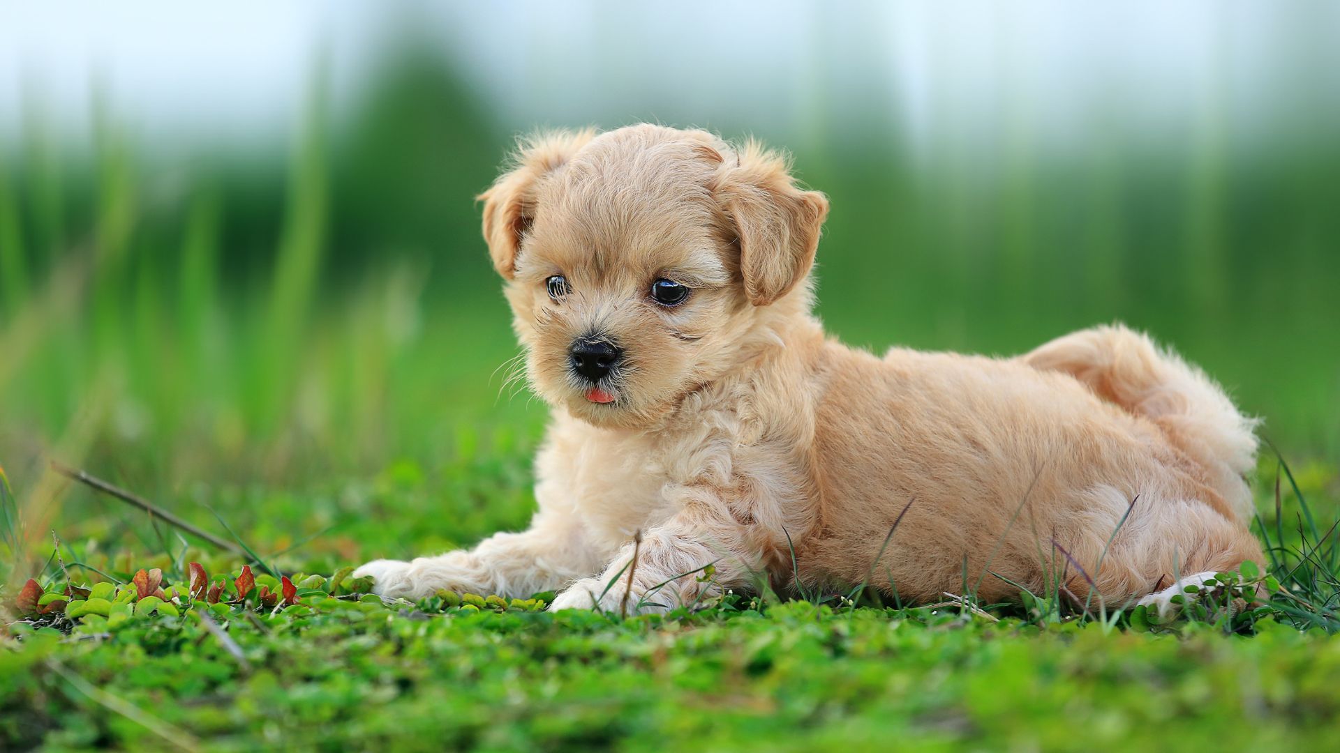 Small Animal Services