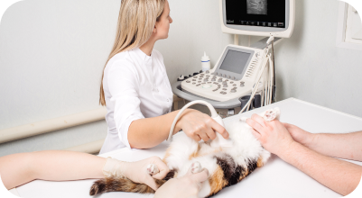 Dog getting ultrasound