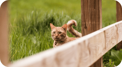 Dog looking over fence